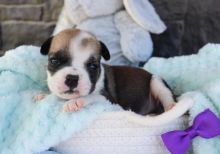 Gorgeous Mini English Bulldog puppies for adoption this Christmas {zitakuchta524@gmail.com} Image eClassifieds4u 3