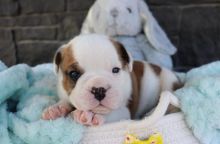 Gorgeous Mini English Bulldog puppies for adoption this Christmas {zitakuchta524@gmail.com} Image eClassifieds4u 4