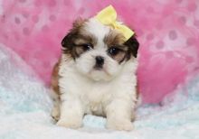 Healthy Shih Tzu puppies available Image eClassifieds4u 2