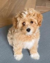 Maltipoo puppies for adoption(suzanmoore73@gmail.com) Image eClassifieds4U