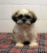 orgeous Shih Tzu puppy Image eClassifieds4u 3