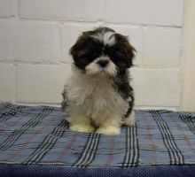 orgeous Shih Tzu puppy Image eClassifieds4u 4