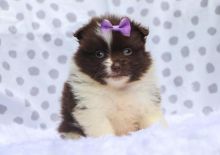 Pomeranian puppies for adoption to new homes Image eClassifieds4u 1