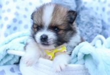 Pomeranian puppies for adoption to new homes Image eClassifieds4u 2