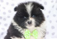 Pomeranian puppies for adoption to new homes Image eClassifieds4u 3