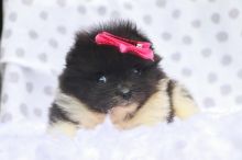 PUREBRED OUSTANDING POMERANIAN PUPPIES AVAILABLE. Image eClassifieds4u 1