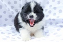 PUREBRED OUSTANDING POMERANIAN PUPPIES AVAILABLE. Image eClassifieds4u 3