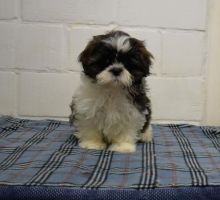 PUREBRED OUSTANDING SHIH TZU PUPPIES AVAILABLE. Image eClassifieds4u 3
