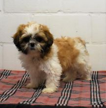 PUREBRED OUSTANDING SHIH TZU PUPPIES AVAILABLE. Image eClassifieds4u 4