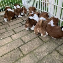 Stunning Shih Tzu Puppies For Adoption Image eClassifieds4u 3