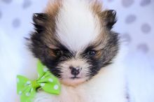 Teacup Pomeranian puppies Available 💕Delivery possible🌎 Image eClassifieds4u 3