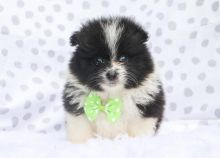 Teacup Pomeranian puppies Available 💕Delivery possible🌎 Image eClassifieds4u 1
