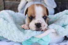 Why you need an English Bulldog pup this Christmas Image eClassifieds4u 1
