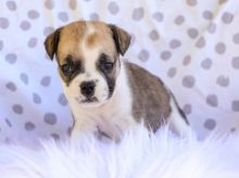 Why you need an English Bulldog pup this Christmas Image eClassifieds4u 2