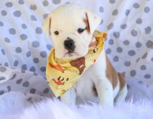 Why you need an English Bulldog pup this Christmas Image eClassifieds4u 4