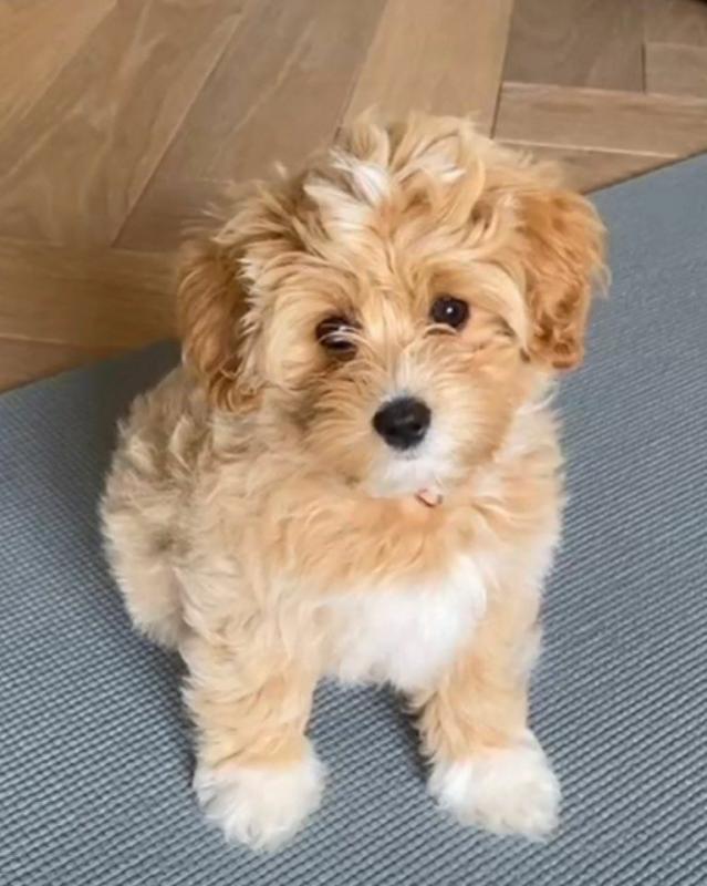 Maltipoo puppies for adoption(suzanmoore73@gmail.com) Image eClassifieds4u