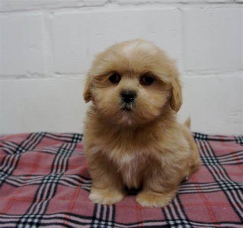 orgeous Shih Tzu puppy Image eClassifieds4u