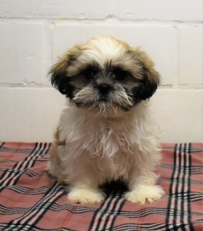 orgeous Shih Tzu puppy Image eClassifieds4u