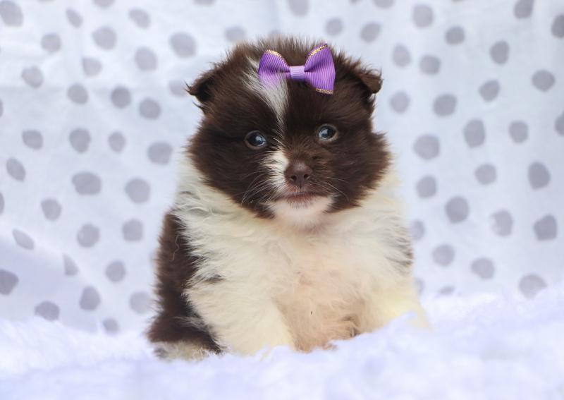 Pomeranian puppies for adoption to new homes Image eClassifieds4u