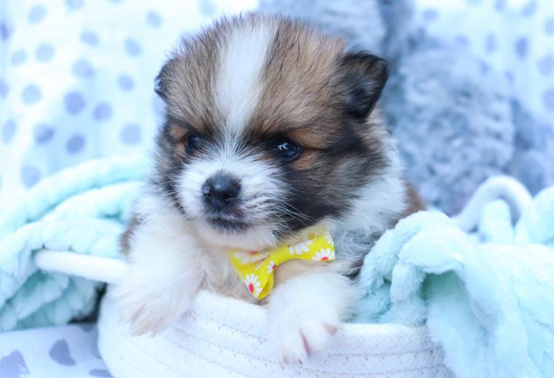Pomeranian puppies for adoption to new homes Image eClassifieds4u
