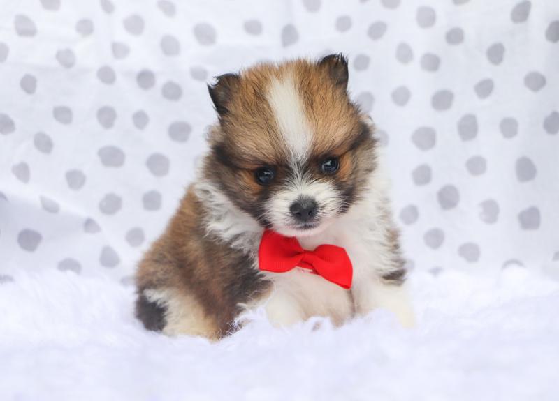 Pomeranian Puppies READY TO LEAVE Image eClassifieds4u