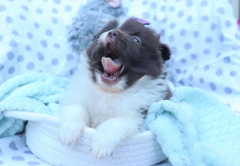 PUREBRED OUSTANDING POMERANIAN PUPPIES AVAILABLE. Image eClassifieds4u