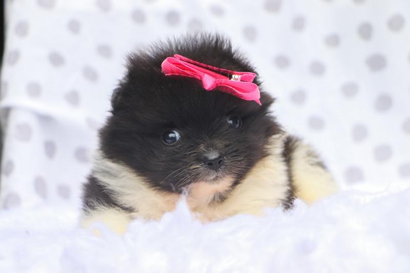PUREBRED OUSTANDING POMERANIAN PUPPIES AVAILABLE. Image eClassifieds4u