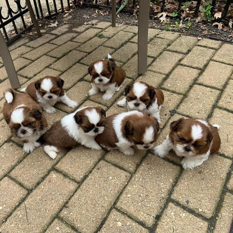 PUREBRED OUSTANDING SHIH TZU PUPPIES AVAILABLE. Image eClassifieds4u