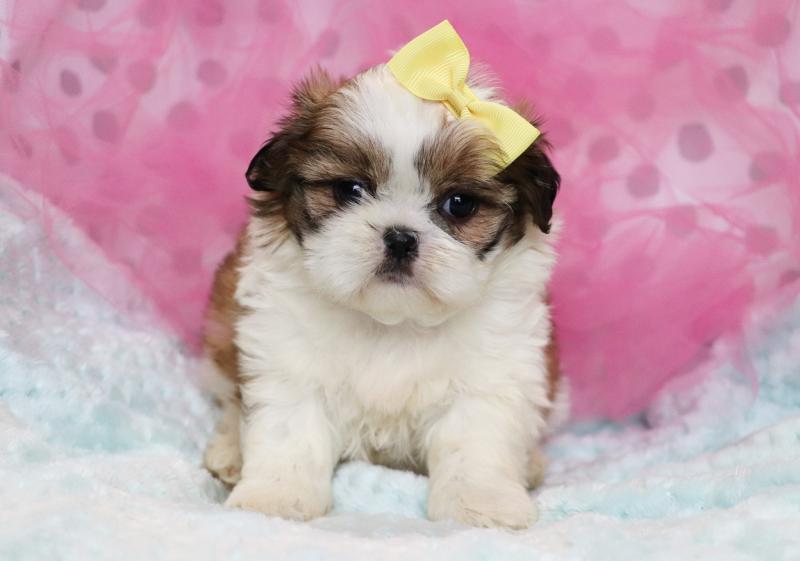 Shih Tzu Puppies For Adoption .... Image eClassifieds4u