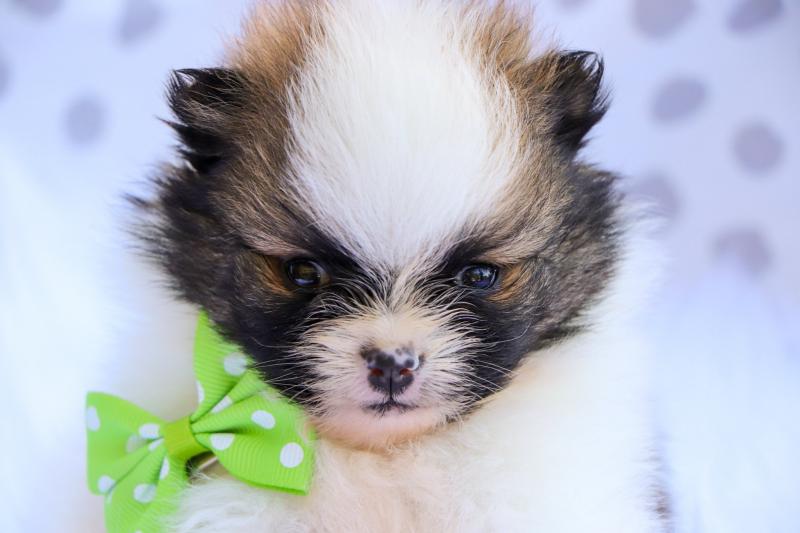 Teacup Pomeranian puppies Available 💕Delivery possible🌎 Image eClassifieds4u