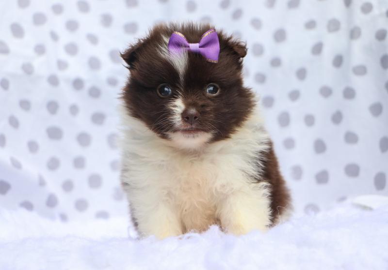Teacup Pomeranian puppies Available 💕Delivery possible🌎 Image eClassifieds4u