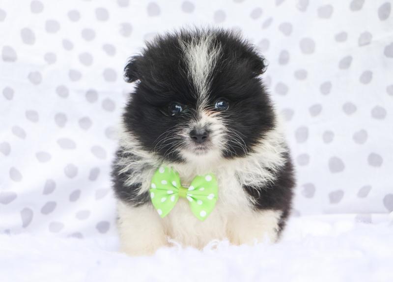 Teacup Pomeranian puppies Available 💕Delivery possible🌎 Image eClassifieds4u