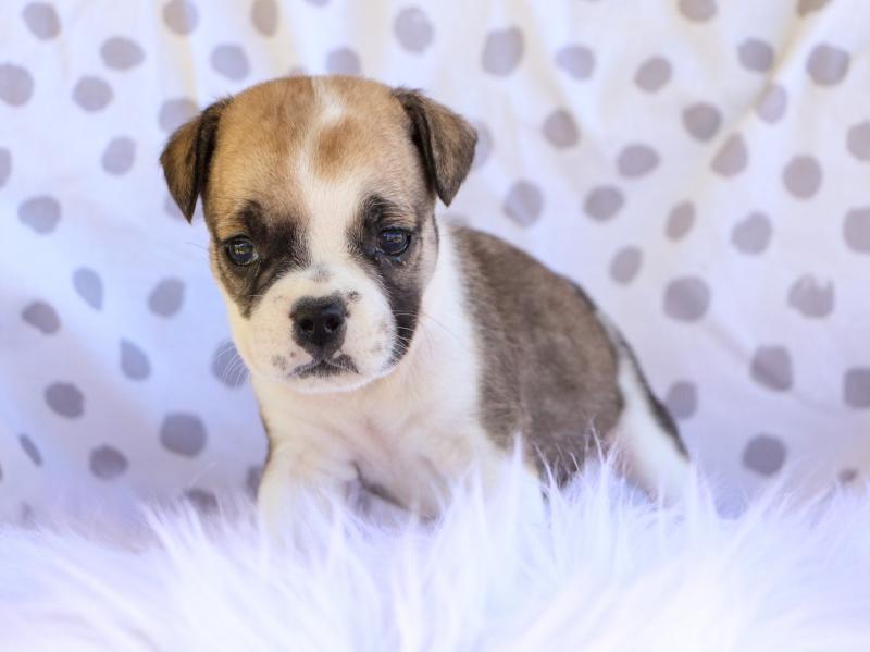 Why you need an English Bulldog pup this Christmas Image eClassifieds4u