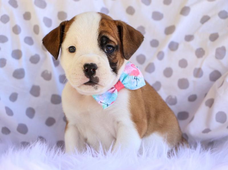 Why you need an English Bulldog pup this Christmas Image eClassifieds4u