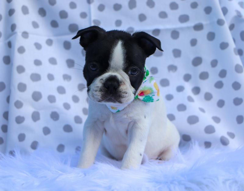 🐕🐕CHARMING 🐶 2022 🐶 CKC 🐶 BOSTON TERRIER PUPPIES 🐕🐕 Image eClassifieds4u