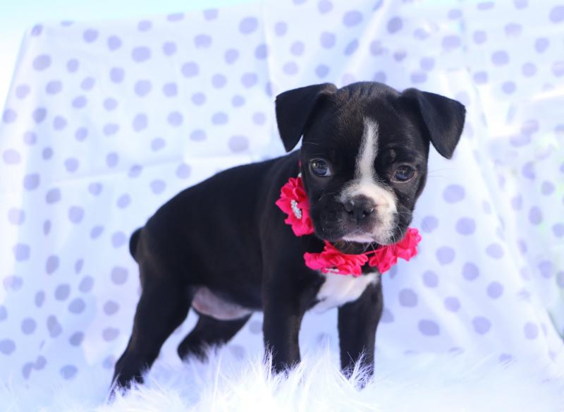 🐕🐕CHARMING 🐶 2022 🐶 CKC 🐶 BOSTON TERRIER PUPPIES 🐕🐕 Image eClassifieds4u