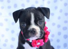 Amazing Litter of Boston terrier puppies for adoption