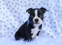 Christmas Boston terriers for sale cheap