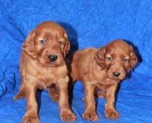 Male & Female Irish Setter Puppies Text us ‪(213) 761-8231‬