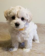 Maltipoo Puppies Ready to go. Text ‪(213) 761-8231‬