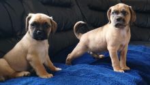 Stunning Puggle Puppies Text us ‪(213) 761-8231‬