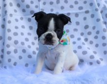 Top quality Male and Female Boston Terrier puppies for Xmas