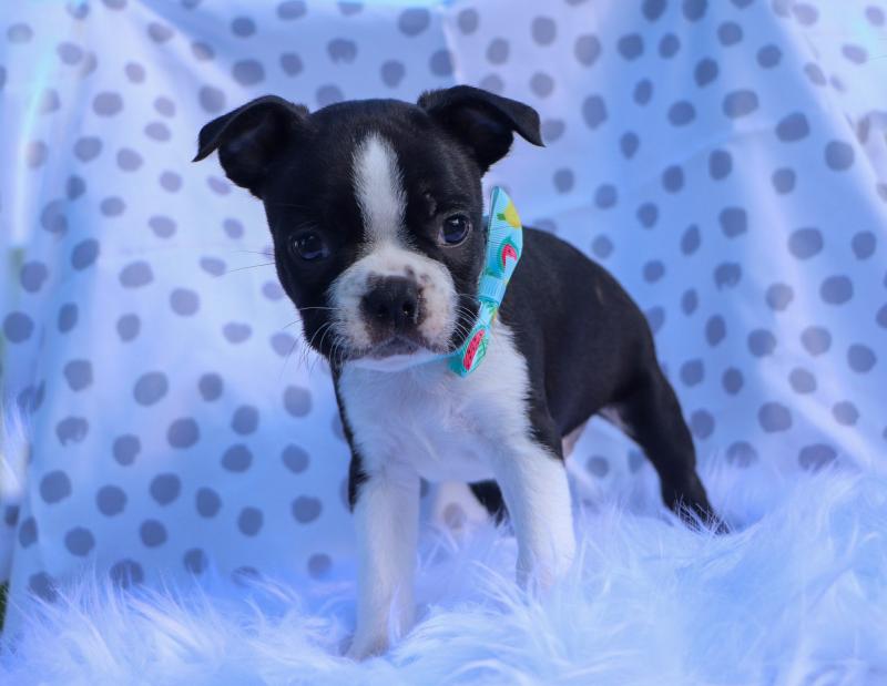 Amazing Litter of Boston terrier puppies for adoption Image eClassifieds4u