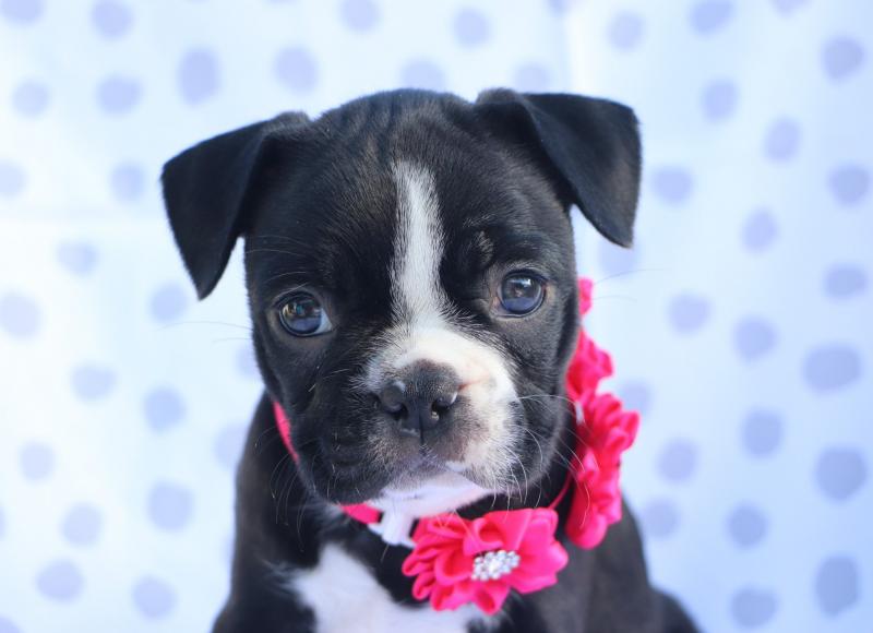 Amazing Litter of Boston terrier puppies for adoption Image eClassifieds4u