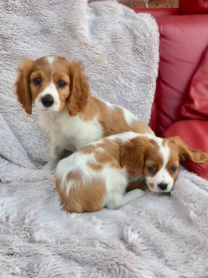 Cavalier King Charles Spaniel Text via ‪(213) 761-8231‬ Image eClassifieds4u