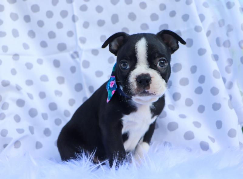 Christmas Boston terriers for sale cheap Image eClassifieds4u