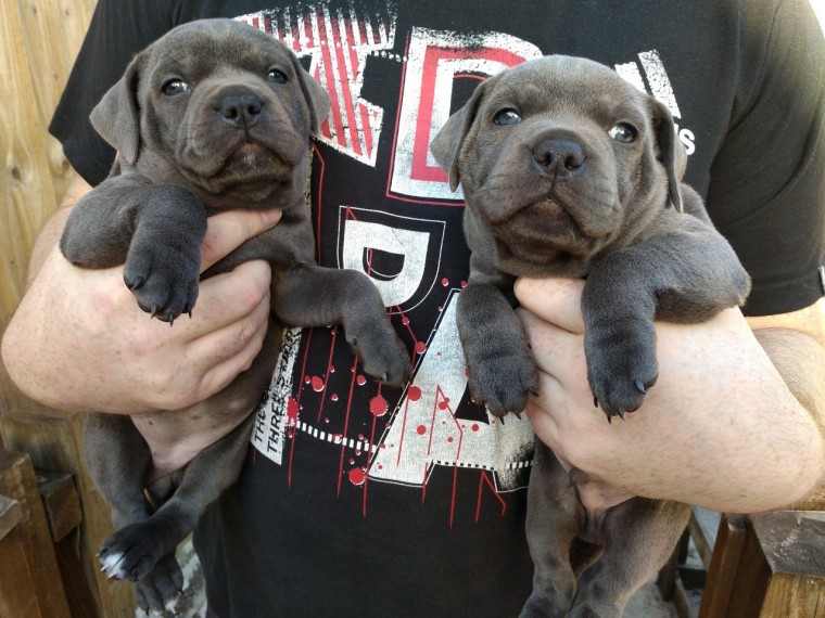 Cute Staffordshire Bull Terrier Puppies Text us ‪(213) 761-8231‬ Image eClassifieds4u