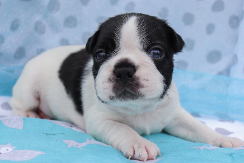 Home raised Boston Terrier Puppies Ready To Go This Xmas Image eClassifieds4u