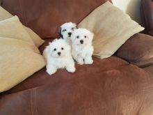 Adorable Stunning Malshi Puppies, Text ‪(213) 761-8231‬ Image eClassifieds4U