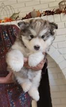 Alaskan Malamute Puppies Text me ‪(213) 761-8231‬ Image eClassifieds4U